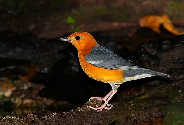 Orange-headed Thrush