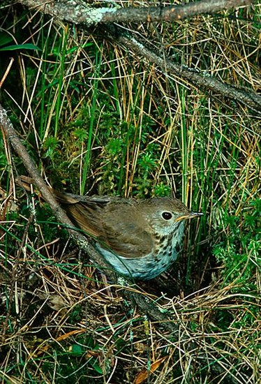 Hermit thrush