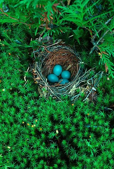 Hermit thrush