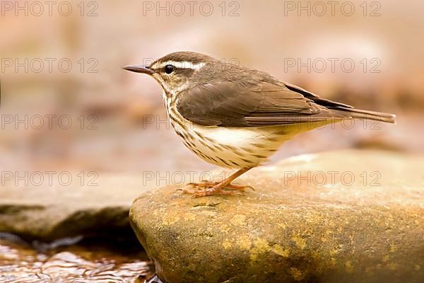 Louisiana Waterthrush