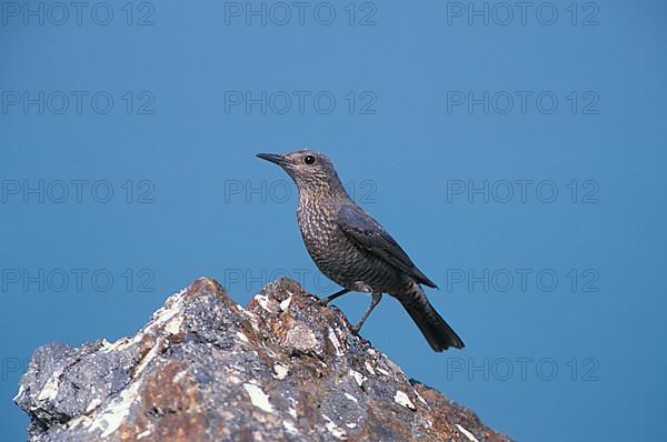 Blue blue rock thrush