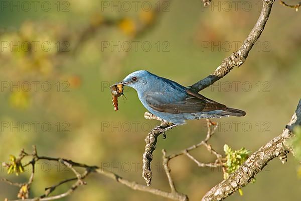 Blue rock thrush