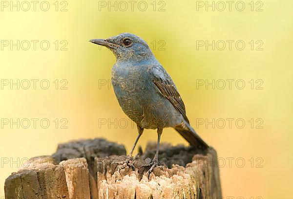 Blue rock thrush