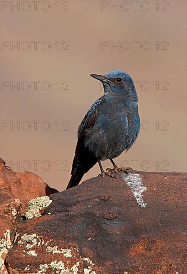 Blue Rock Thrush