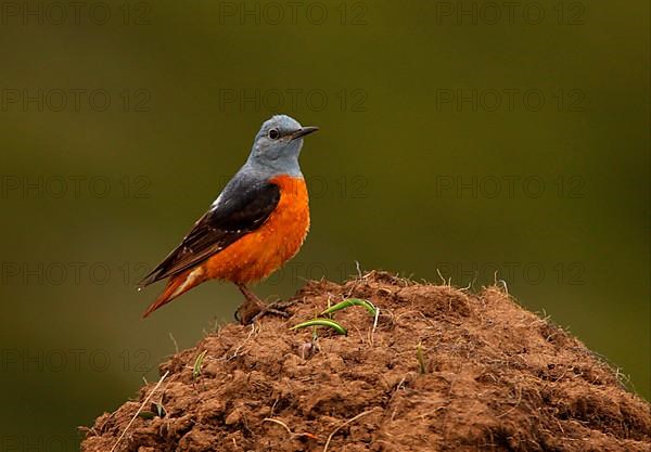 Rufous-tailed Rock-thrush