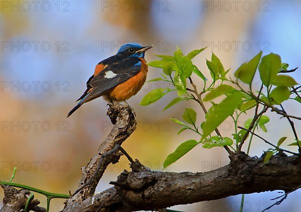 Blue-capped Robin Chat