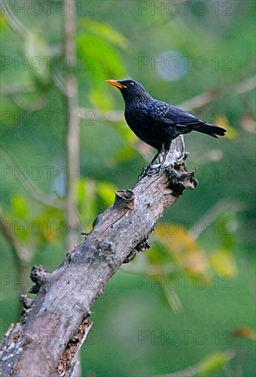 Blue Whistling-thrush