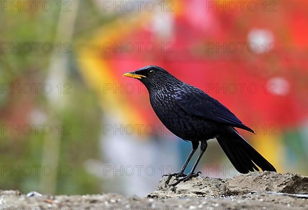 Blue Whistling-thrush