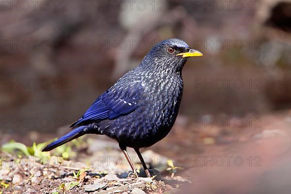 Blue Whistling-thrush