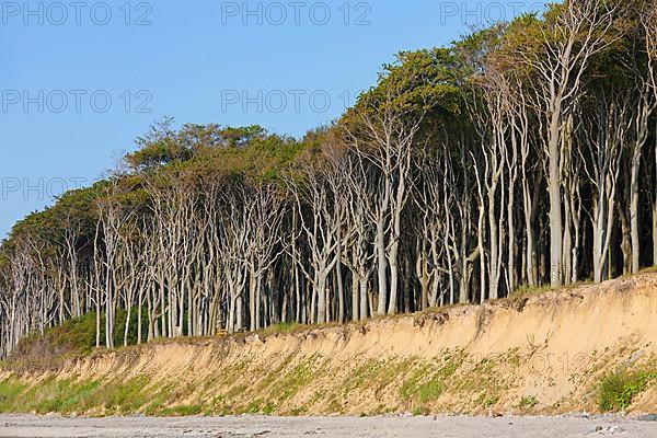 Beech trees shaped by the strong sea wind in the ghost forest