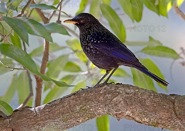 Purple Whistling Thrush