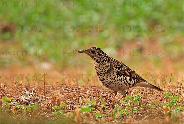 Scaly Thrush