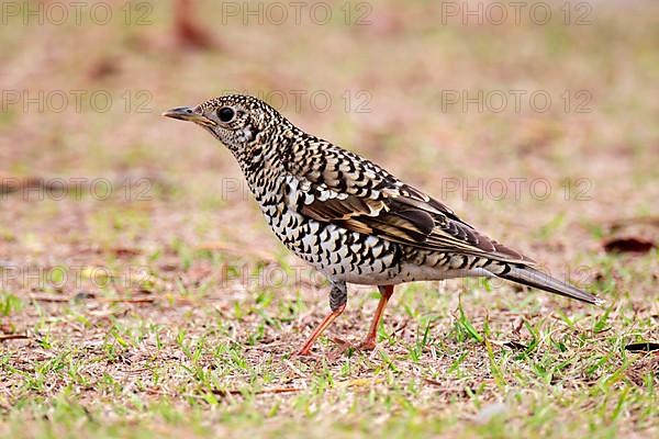 Scaly Thrush