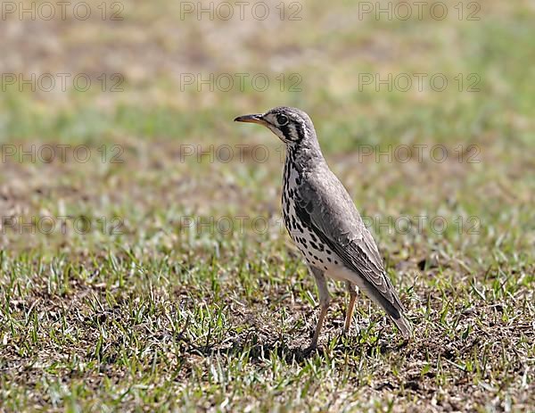 Gopher Thrush