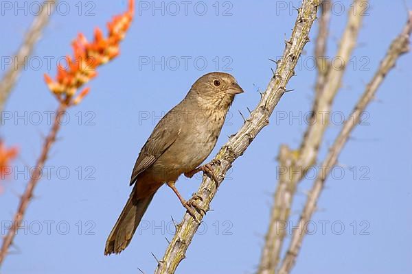 Brown Towhee Bunting