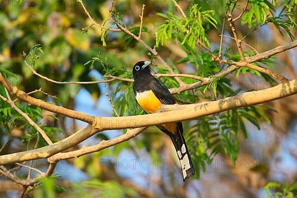 Black-headed Trogon