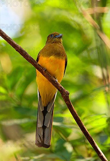 Orange-breasted Trogon