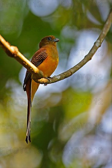 Orange-breasted Trogon