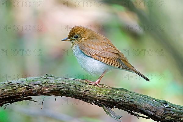 Veery