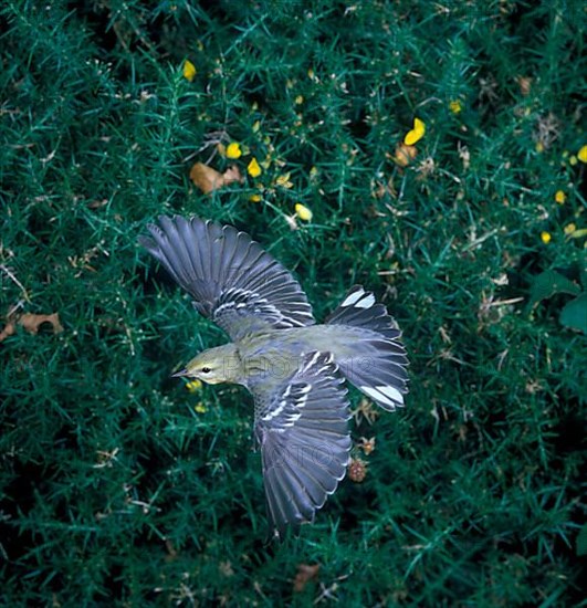 Blackpoll warbler