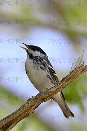 Blackpoll Warbler