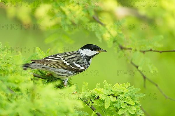 Blackpoll Warbler