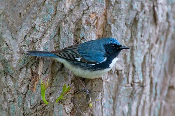 Black-throated Blue Warbler