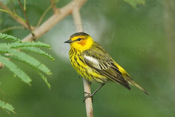 Cape May Warbler