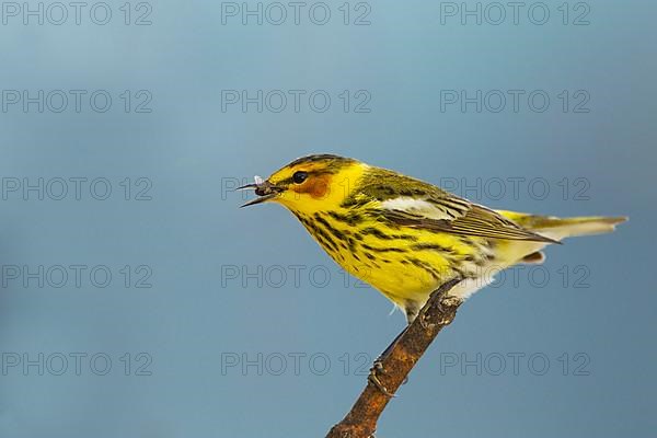 Cape May Warbler