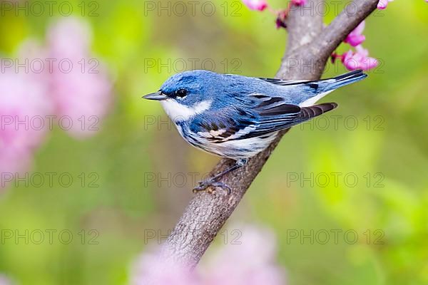 Cerulean Warbler