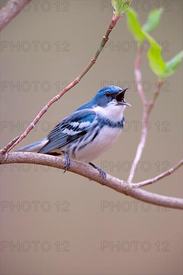 Cerulean Warbler