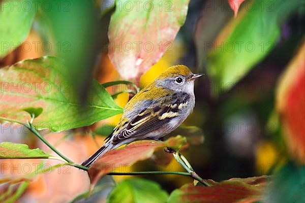 Chestnut-sided Warbler