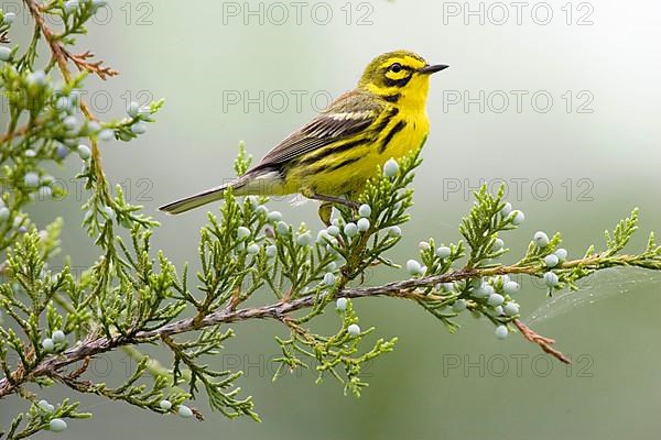 Prairie Warbler