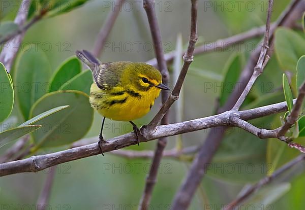 Prairie Warbler