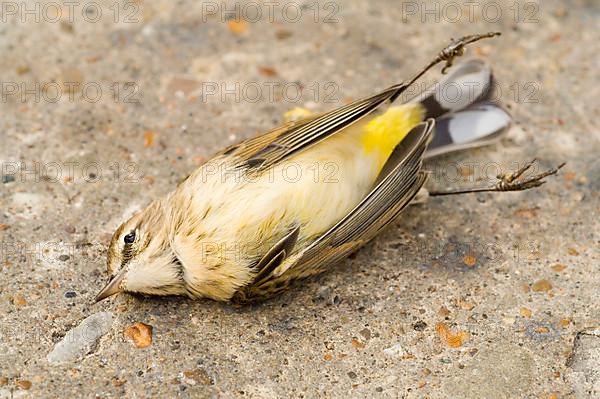 Palm Warbler