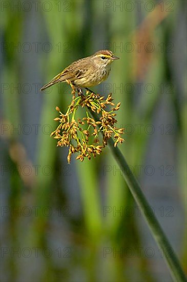 Palm Warbler