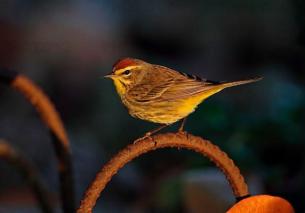 Palm Warbler