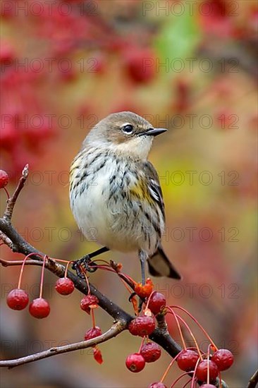 Yellow-rumped Warbler