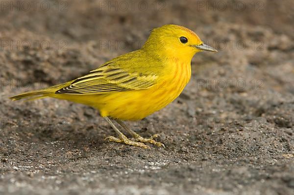 Golden Warbler