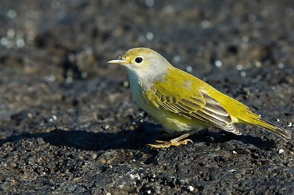 Golden Warbler