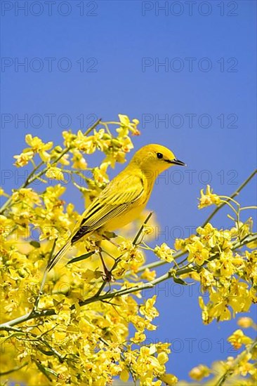 Yellow Warbler