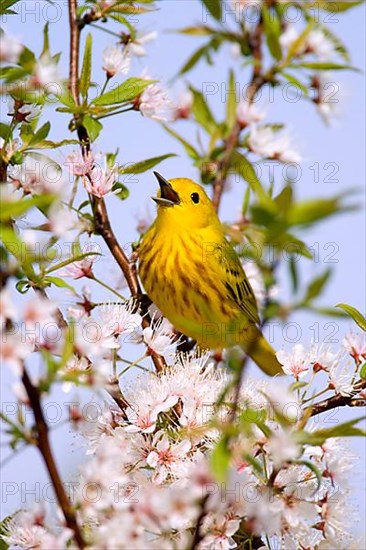 Yellow Warbler