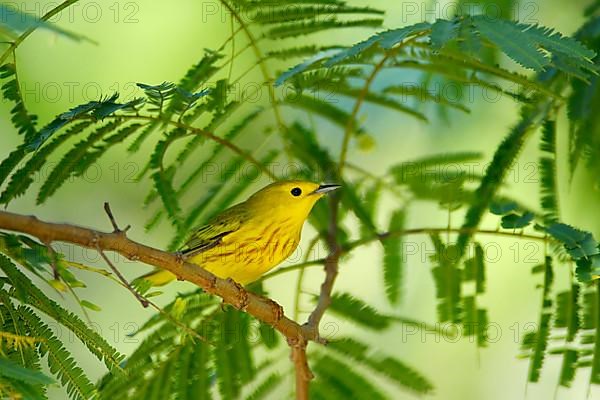 Yellow Warbler