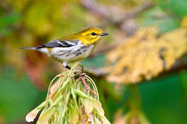 Black-throated Green Warbler