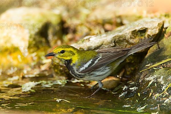 Black-throated Green Warbler