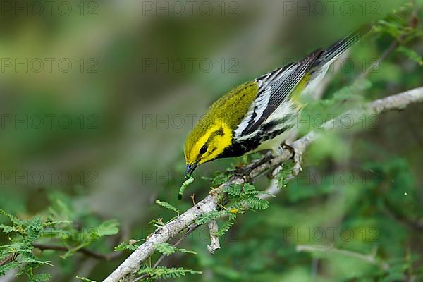 Black-throated Green Warbler