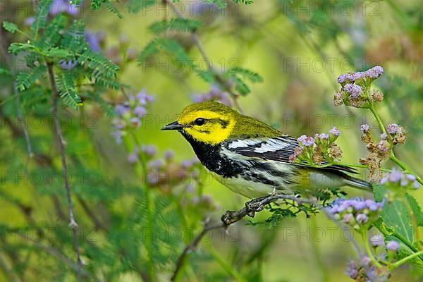 Black-throated Green Warbler