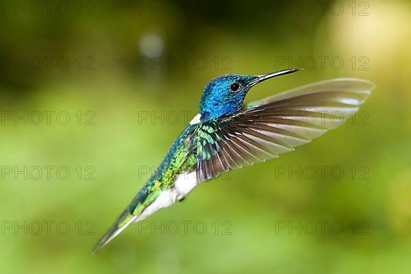 White-necked Jacobin