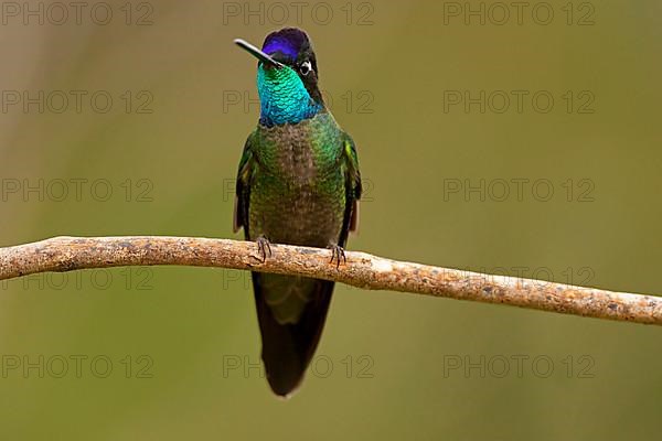 Magnificent magnificent hummingbird