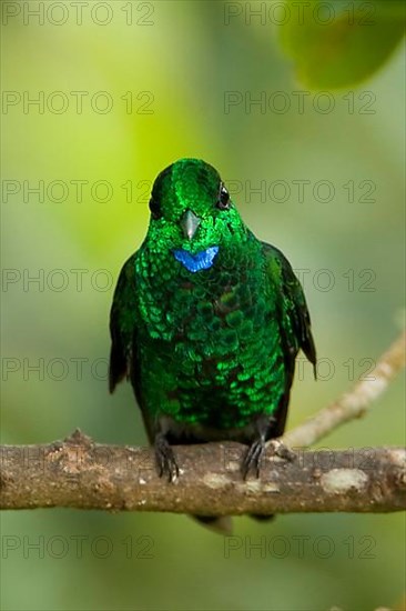 Green-crowned Brilliant